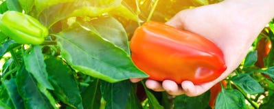 De landbouwer oogst de peper op het gebied Verse Gezonde Organische Groenten Landbouw Selectieve nadruk royalty-vrije stock afbeelding De landbouwer oogst de peper op het gebied Verse Gezonde Organische Groenten Landbouw Selectieve nadruk royalty-vrije stock afbeelding