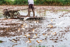 De landbouwer wordt geploegd met een tractor in zijn landbouwbedrijf en vogels AR royalty-vrije stock afbeelding De landbouwer wordt geploegd met een tractor in zijn landbouwbedrijf en vogels AR royalty-vrije stock afbeelding