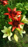 De lelies tuinieren rood en witte bloemen royalty-vrije stock afbeeldingen De lelies tuinieren rood en witte bloemen royalty-vrije stock afbeeldingen