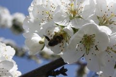 De lente bloeide boom en een bijen dicht omhooggaand detail De witte bloemen van de appelboom stock foto's De lente bloeide boom en een bijen dicht omhooggaand detail De witte bloemen van de appelboom stock foto's