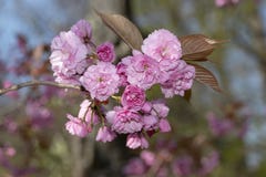 De lente roze bloesems van bloemensakura royalty-vrije stock afbeelding De lente roze bloesems van bloemensakura royalty-vrije stock afbeelding