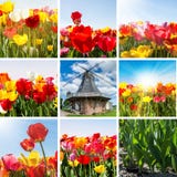 De lente - Tulpencollage met Windmolen stock afbeeldingen De lente - Tulpencollage met Windmolen stock afbeeldingen