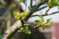 De lente, Zonnige dag, de jonge groene bladeren van een boom van Apple van de boomtuin vertakt zich op blauwe hemelachtergrond kn Royalty-vrije Stock Foto's De lente, Zonnige dag, de jonge groene bladeren van een boom van Apple van de boomtuin vertakt zich op blauwe hemelachtergrond kn Royalty-vrije Stock Foto's