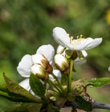 De lentebloemen van de kersenboom met geopende niet knoppen stock fotografie De lentebloemen van de kersenboom met geopende niet knoppen stock fotografie