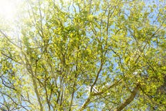 De lentelandschap van bomen tegen de blauwe hemel in een zonnige mooie dag stock foto De lentelandschap van bomen tegen de blauwe hemel in een zonnige mooie dag stock foto