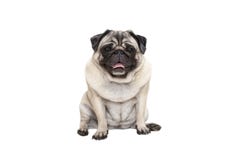 De leuke die het glimlachen pug zitting van de puppyhond neer met uit tong, op witte achtergrond wordt geïsoleerd stock foto De leuke die het glimlachen pug zitting van de puppyhond neer met uit tong, op witte achtergrond wordt geïsoleerd stock foto