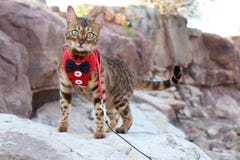 De leuke kat die van Bengalen een bowtie in openlucht dragen royalty-vrije stock foto De leuke kat die van Bengalen een bowtie in openlucht dragen royalty-vrije stock foto