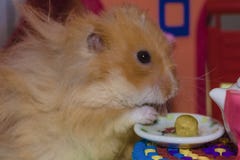 De leuke pluizige lichtbruine hamster eet pes bij de lijst in zijn huis royalty-vrije stock foto De leuke pluizige lichtbruine hamster eet pes bij de lijst in zijn huis royalty-vrije stock foto