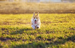 De leuke rode looppas van Corgi van het hondpuppy merrily op groen gras in de lente grappig Sunny Park uit plakkend zijn tong en stock fotografie De leuke rode looppas van Corgi van het hondpuppy merrily op groen gras in de lente grappig Sunny Park uit plakkend zijn tong en stock fotografie