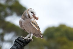 De leuke schuuruil, Tyto alba, met grote ogen die op de leerhandschoen zitten ving een muis en eet haar Uiljager met a stock afbeeldingen De leuke schuuruil, Tyto alba, met grote ogen die op de leerhandschoen zitten ving een muis en eet haar Uiljager met a stock afbeeldingen