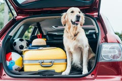 de leuke zitting van de golden retrieverhond in autoboomstam met bagage stock afbeelding de leuke zitting van de golden retrieverhond in autoboomstam met bagage stock afbeelding