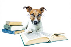 De lezingsboeken van de hond stock afbeelding De lezingsboeken van de hond stock afbeelding
