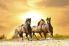 De looppas van paarden