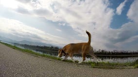 De lopende lengte van de de hoek langzame motie van de brakhond brede stock videobeelden De lopende lengte van de de hoek langzame motie van de brakhond brede stock videobeelden