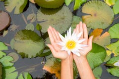 De lotusbloembloem van de vrouwenholding - waterlily stock afbeeldingen De lotusbloembloem van de vrouwenholding - waterlily stock afbeeldingen
