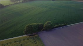 De luchtbaan van de lengte cinematic die medio-snelheid en openbaart Hommel van bomen in het midden van gebieden in zonsondergang stock videobeelden De luchtbaan van de lengte cinematic die medio-snelheid en openbaart Hommel van bomen in het midden van gebieden in zonsondergang stock videobeelden