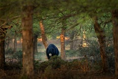 De luiaard draagt, Melursus-ursinus, het Nationale Park van Ranthambore, India De wilde Luiaard draagt aardhabitat, het wildfoto royalty-vrije stock fotografie De luiaard draagt, Melursus-ursinus, het Nationale Park van Ranthambore, India De wilde Luiaard draagt aardhabitat, het wildfoto royalty-vrije stock fotografie