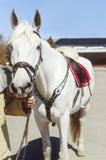 De man hand houdt een wit paard onder de teugel, close-up, vooraanzicht royalty-vrije stock afbeeldingen De man hand houdt een wit paard onder de teugel, close-up, vooraanzicht royalty-vrije stock afbeeldingen