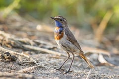 De mannelijke vogels zijn de Blauwborst stock foto's De mannelijke vogels zijn de Blauwborst stock foto's