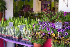 De markt van de straatbloem in Tel Aviv, Israël 20 april 2017 stock afbeelding De markt van de straatbloem in Tel Aviv, Israël 20 april 2017 stock afbeelding