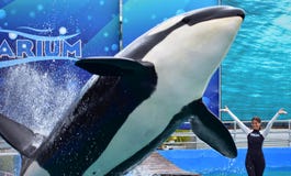 De meisjestrainer bij Orka toont