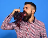 De mens met baard geniet van zijn bos van druiven op blauw stock afbeeldingen De mens met baard geniet van zijn bos van druiven op blauw stock afbeeldingen