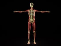 De menselijke 3d Anatomieröntgenstraal geeft op zwarte terug stock illustratie De menselijke 3d Anatomieröntgenstraal geeft op zwarte terug stock illustratie