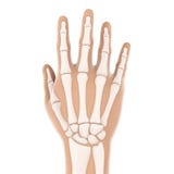 De menselijke Illustratie van de Handanatomie stock illustratie De menselijke Illustratie van de Handanatomie stock illustratie