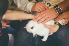 De mensen raken wit huisdierenkonijn royalty-vrije stock afbeelding De mensen raken wit huisdierenkonijn royalty-vrije stock afbeelding