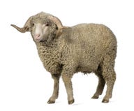 De Merinosschapen van Arles, ram, 1 éénjarige royalty-vrije stock afbeeldingen De Merinosschapen van Arles, ram, 1 éénjarige royalty-vrije stock afbeeldingen