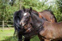 De merrie vliegt veulen royalty-vrije stock fotografie De merrie vliegt veulen royalty-vrije stock fotografie