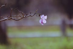 De mest romantiska rosa blommorna arkivfoto De mest romantiska rosa blommorna arkivfoto