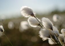 De moerasinstallatie met ipushistymibloeiwijzen zoals katoen, Eriophorum-vaginatum bloeit in de lente stock fotografie De moerasinstallatie met ipushistymibloeiwijzen zoals katoen, Eriophorum-vaginatum bloeit in de lente stock fotografie
