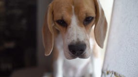 De mooie Brakhond ziet zorgvuldig eruit en luistert aan de eigenaar Close-upportret, zachte lichte, langzame motie HD stock footage De mooie Brakhond ziet zorgvuldig eruit en luistert aan de eigenaar Close-upportret, zachte lichte, langzame motie HD stock footage