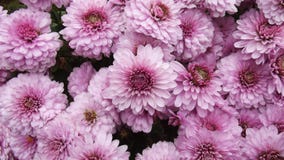 De mooie Chrysant bloeit achtergrond royalty-vrije stock afbeeldingen De mooie Chrysant bloeit achtergrond royalty-vrije stock afbeeldingen