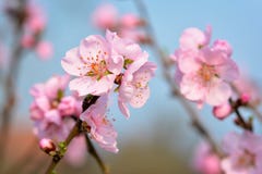 De mooie Europese roze bloem van de pruimbloesem op boom in de vroege lente op onscherpe blauwe achtergrond royalty-vrije stock fotografie De mooie Europese roze bloem van de pruimbloesem op boom in de vroege lente op onscherpe blauwe achtergrond royalty-vrije stock fotografie