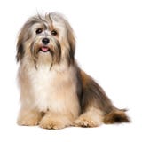 De mooie gelukkige jonge hond van Bichon Havanese Royalty-vrije Stock Afbeeldingen De mooie gelukkige jonge hond van Bichon Havanese Royalty-vrije Stock Afbeeldingen