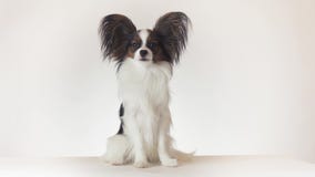 De mooie jonge mannelijke hond Continentaal Toy Spaniel Papillon hangt en kijkt op de witte video van de achtergrondvoorraadlengt stock video De mooie jonge mannelijke hond Continentaal Toy Spaniel Papillon hangt en kijkt op de witte video van de achtergrondvoorraadlengt stock video