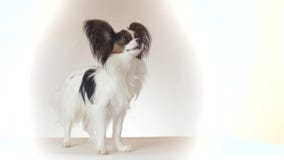De mooie jonge mannelijke hond Continentaal Toy Spaniel Papillon kijkt rond op de witte video van de achtergrondvoorraadlengte stock video De mooie jonge mannelijke hond Continentaal Toy Spaniel Papillon kijkt rond op de witte video van de achtergrondvoorraadlengte stock video