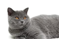 De mooie kat met gele ogen sluit omhoog op een witte achtergrond Royalty-vrije Stock Afbeelding De mooie kat met gele ogen sluit omhoog op een witte achtergrond Royalty-vrije Stock Afbeelding