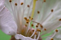 De mooie macrostampers van de de boombloem van de de lente witte kers als abstracte achtergrond Royalty-vrije Stock Foto's De mooie macrostampers van de de boombloem van de de lente witte kers als abstracte achtergrond Royalty-vrije Stock Foto's