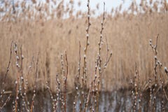 De mooie pluizige wilgentakjes bloeiden in de vroege lente in April tegen de achtergrond van water stock foto De mooie pluizige wilgentakjes bloeiden in de vroege lente in April tegen de achtergrond van water stock foto