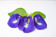 De mooie Purpere Bloem, sluit omhoog Vlinder Pea Flower op Witte Achtergrond royalty-vrije stock afbeelding De mooie Purpere Bloem, sluit omhoog Vlinder Pea Flower op Witte Achtergrond royalty-vrije stock afbeelding