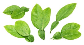 De natte die bladeren van de citrusvruchtenkalk op witte achtergrond worden geïsoleerd royalty-vrije stock foto's De natte die bladeren van de citrusvruchtenkalk op witte achtergrond worden geïsoleerd royalty-vrije stock foto's