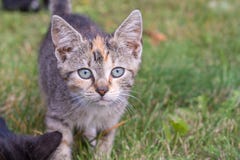 De nieuwsgierige kat onderzoekt de camera met haar blauwe ogen stock afbeelding De nieuwsgierige kat onderzoekt de camera met haar blauwe ogen stock afbeelding
