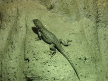 De noordelijke krullend-De steel verwijderde van Hagedis, Leocephalus-carinatus, heeft een luifelkammossel stock foto's De noordelijke krullend-De steel verwijderde van Hagedis, Leocephalus-carinatus, heeft een luifelkammossel stock foto's