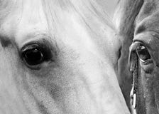 De ogen van het paard stock fotografie De ogen van het paard stock fotografie