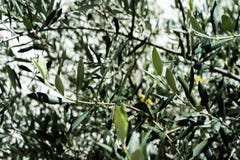 De olijfboom van Oleaeuropaea verlaat blad dichte omhooggaand met het lichte shinging door mediterrane installatieboom stock afbeeldingen De olijfboom van Oleaeuropaea verlaat blad dichte omhooggaand met het lichte shinging door mediterrane installatieboom stock afbeeldingen