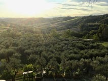 De olivgröna dungarna av Tuscanyen, Italia under solnedgången arkivfoto De olivgröna dungarna av Tuscanyen, Italia under solnedgången arkivfoto