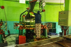 De onbekende vrouwelijke werknemer bij Kadugannawa-Theefabriek stelt ruwe thee bevochtigende machine in werking royalty-vrije stock foto De onbekende vrouwelijke werknemer bij Kadugannawa-Theefabriek stelt ruwe thee bevochtigende machine in werking royalty-vrije stock foto